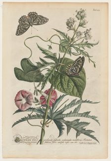 Plantae et papiliones rariores: No. 7, 1748. Creator: Georg Dionysius Ehret (German, 1708-1770)