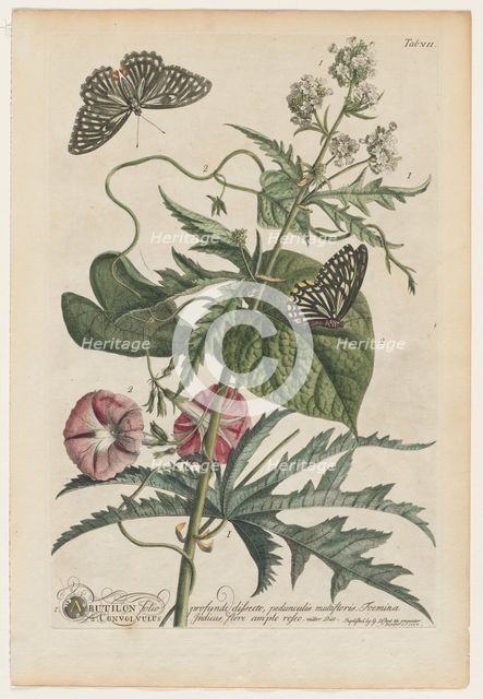 Plantae et papiliones rariores: No. 7, 1748. Creator: Georg Dionysius Ehret (German, 1708-1770).