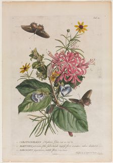 Plantae et papiliones rariores: No. 9, 1749. Creator: Georg Dionysius Ehret (German, 1708-1770)