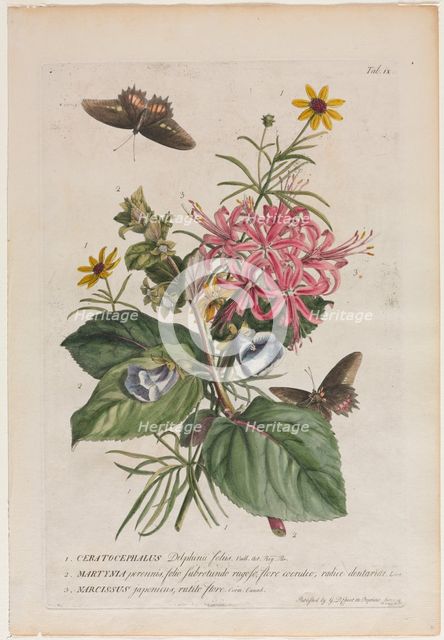 Plantae et papiliones rariores: No. 9, 1749. Creator: Georg Dionysius Ehret (German, 1708-1770).