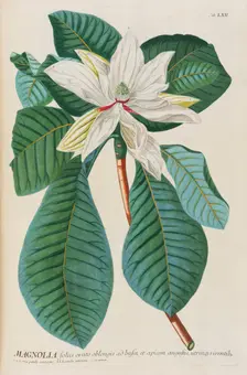 Plantae selectae by Christoph Jakob Trew, 1750-1773. Creator: Trew; Christoph Jakob (1695-1769)