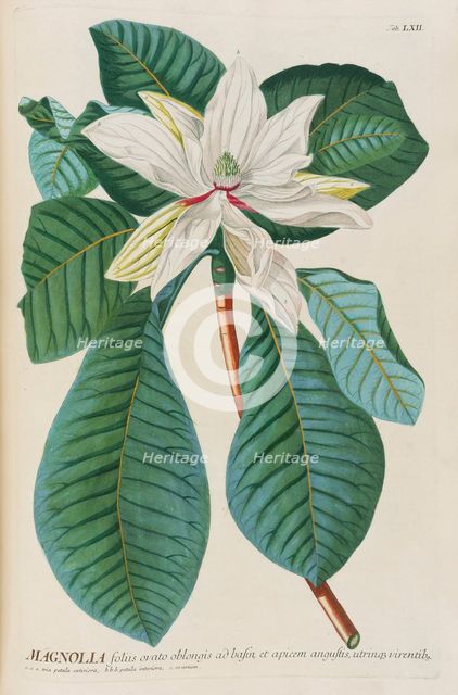 Plantae selectae by Christoph Jakob Trew, 1750-1773. Creator: Trew; Christoph Jakob (1695-1769).