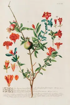 Plantae selectae by Christoph Jakob Trew, 1750-1773. Creator: Trew; Christoph Jakob (1695-1769)