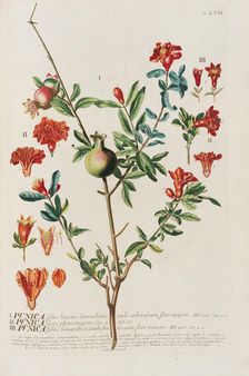 Plantae selectae by Christoph Jakob Trew, 1750-1773. Creator: Trew; Christoph Jakob (1695-1769)