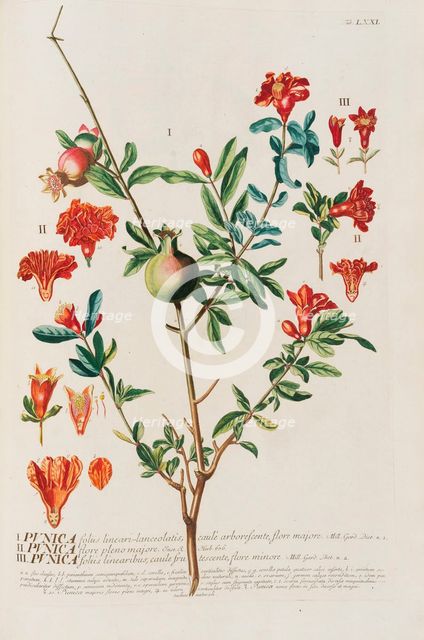 Plantae selectae by Christoph Jakob Trew, 1750-1773. Creator: Trew; Christoph Jakob (1695-1769).