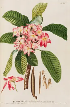 Plantae selectae by Christoph Jakob Trew, 1750-1773. Creator: Trew; Christoph Jakob (1695-1769)