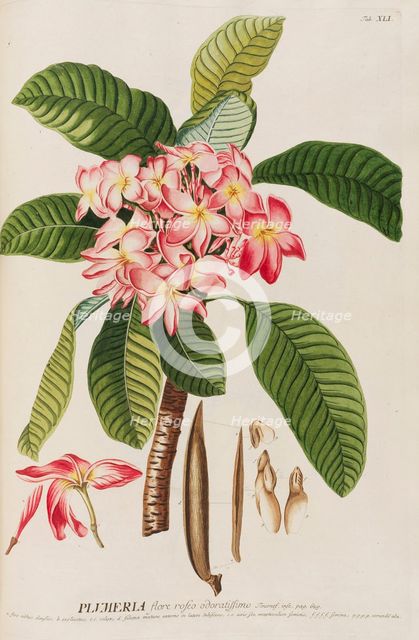 Plantae selectae by Christoph Jakob Trew, 1750-1773. Creator: Trew; Christoph Jakob (1695-1769).