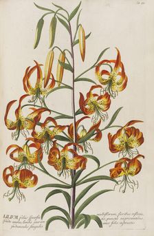 Plantae selectae by Christoph Jakob Trew, 1750-1773. Creator: Trew; Christoph Jakob (1695-1769)