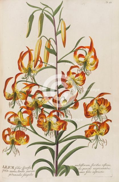 Plantae selectae by Christoph Jakob Trew, 1750-1773. Creator: Trew; Christoph Jakob (1695-1769).