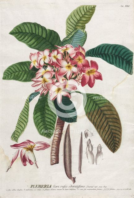 Plantae Selectae: No. 41. Creator: Georg Dionysius Ehret (German, 1708-1770); Christopher Jacob Trew (German).