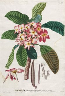 Plantae Selectae: No. 41. Creator: Georg Dionysius Ehret (German, 1708-1770); Christopher Jacob Trew (German)