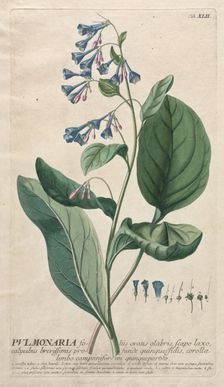 Plantae Selectae: No. 42 - Pulmonaria. Creator: Georg Dionysius Ehret (German, 1708-1770); Christopher Jacob Trew (German)