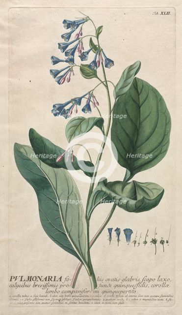 Plantae Selectae: No. 42 - Pulmonaria. Creator: Georg Dionysius Ehret (German, 1708-1770); Christopher Jacob Trew (German).