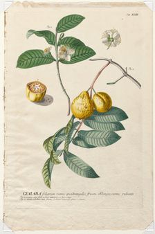 Plantae Selectae: No. 43 - Guaiaba. Creator: Georg Dionysius Ehret (German, 1708-1770); Christopher Jacob Trew (German)