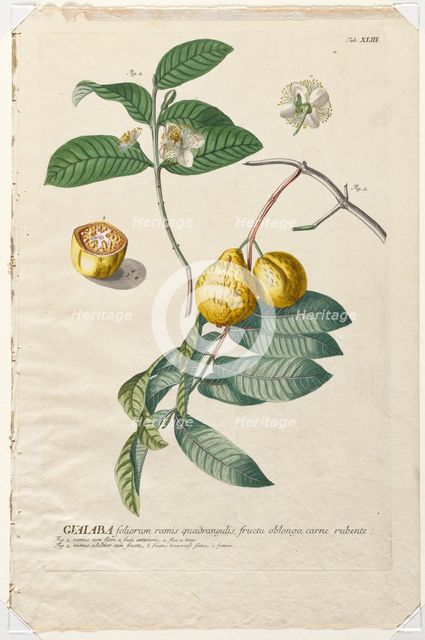 Plantae Selectae: No. 43 - Guaiaba. Creator: Georg Dionysius Ehret (German, 1708-1770); Christopher Jacob Trew (German).