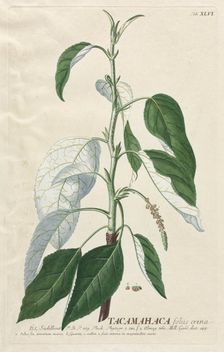 Plantae Selectae: No. 46 - Tacamahaca. Creator: Georg Dionysius Ehret (German, 1708-1770); Christopher Jacob Trew (German)