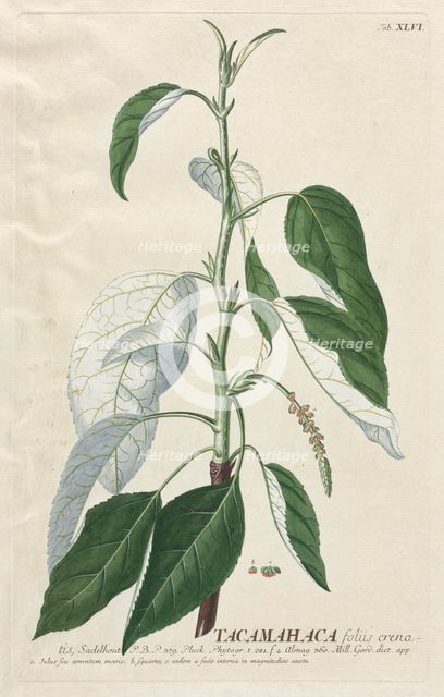 Plantae Selectae: No. 46 - Tacamahaca. Creator: Georg Dionysius Ehret (German, 1708-1770); Christopher Jacob Trew (German).