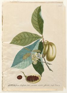 Plantae Selectae: No. 5 - Anona. Creator: Georg Dionysius Ehret (German, 1708-1770); Christopher Jacob Trew (German)