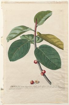 Plantae Selectae: No. 50 - Ficus. Creator: Georg Dionysius Ehret (German, 1708-1770); Christopher Jacob Trew (German)