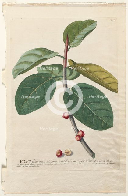 Plantae Selectae: No. 50 - Ficus. Creator: Georg Dionysius Ehret (German, 1708-1770); Christopher Jacob Trew (German).