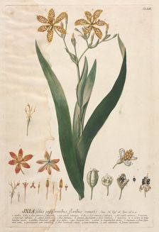 Plantae Selectae: No. 52 - Ixia. Creator: Georg Dionysius Ehret (German, 1708-1770); Christopher Jacob Trew (German)