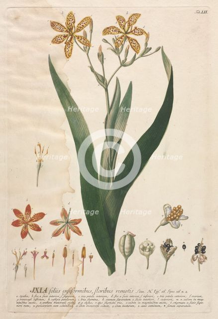 Plantae Selectae: No. 52 - Ixia. Creator: Georg Dionysius Ehret (German, 1708-1770); Christopher Jacob Trew (German).