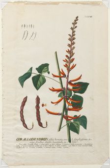 Plantae Selectae: No. 58 - Corallodendron. Creator: Georg Dionysius Ehret (German, 1708-1770); Christopher Jacob Trew (German)