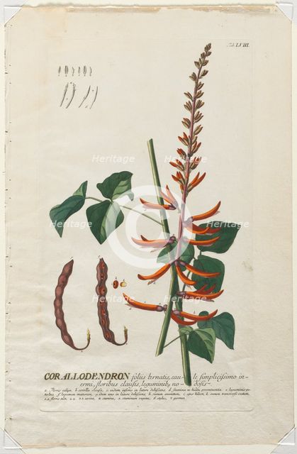 Plantae Selectae: No. 58 - Corallodendron. Creator: Georg Dionysius Ehret (German, 1708-1770); Christopher Jacob Trew (German).