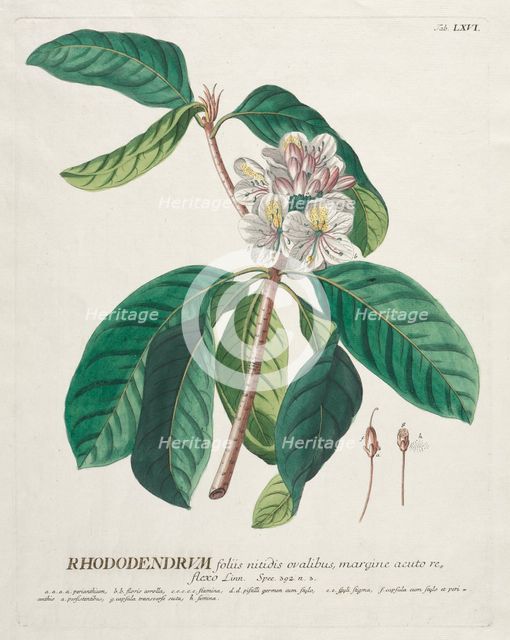 Plantae Selectae: No. 66 - Rhododendron. Creator: Georg Dionysius Ehret (German, 1708-1770); Christopher Jacob Trew (German).