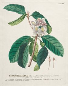 Plantae Selectae: No. 66 - Rhododendron. Creator: Georg Dionysius Ehret (German, 1708-1770); Christopher Jacob Trew (German)