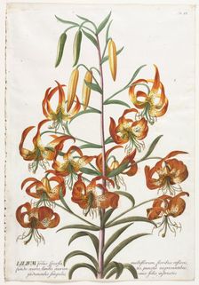 Plantae Selectae: No. 11 - Lily. Creator: Georg Dionysius Ehret (German, 1708-1770); Christopher Jacob Trew (German)