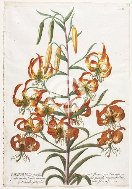Plantae Selectae: No. 11 - Lily. Creator: Georg Dionysius Ehret (German, 1708-1770); Christopher Jacob Trew (German).