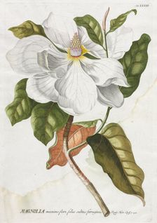 Plantae Selectae: No. 33 - Magnolia. Creator: Georg Dionysius Ehret (German, 1708-1770); Christopher Jacob Trew (German)