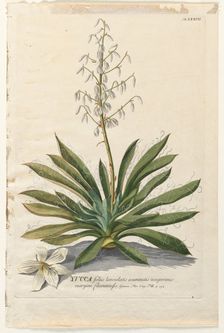 Plantae Selectae: No. 37 - Yucca. Creator: Georg Dionysius Ehret (German, 1708-1770); Christopher Jacob Trew (German)