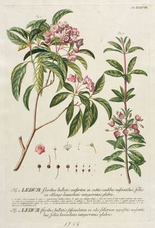 Plantae Selectae: No. 38. Creator: Georg Dionysius Ehret (German, 1708-1770); Christopher Jacob Trew (German)