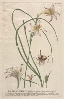 Plantae Selectae: No. 39 - Lilio-Gladiolus. Creator: Georg Dionysius Ehret (German, 1708-1770); Christopher Jacob Trew (German)