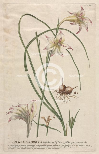 Plantae Selectae: No. 39 - Lilio-Gladiolus. Creator: Georg Dionysius Ehret (German, 1708-1770); Christopher Jacob Trew (German).