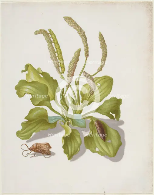 Plantain with Metamorphosis of the Brigh-Line Brown-Eye, after 1679. Creator: Sybilla Merian.