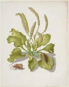 Plantain with Metamorphosis of the Brigh-Line Brown-Eye, after 1679. Creator: Sybilla Merian