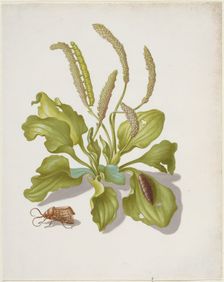 Plantain with Metamorphosis of the Brigh-Line Brown-Eye, after 1679. Creator: Sybilla Merian