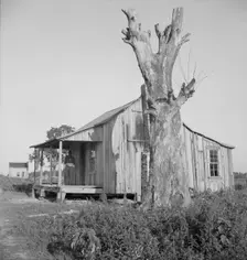 Plantation cabin of sharecropper, Washington County, Mississippi, 1937. Creator: Dorothea Lange
