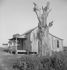 Plantation cabin of sharecropper, Washington County, Mississippi, 1937. Creator: Dorothea Lange