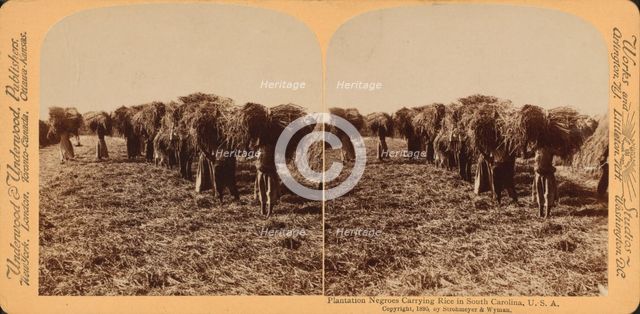 Plantation negroes carrying rice in South Carolina, U.S.A., 1895. Creator: Unknown.