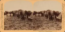 Plantation negroes carrying rice in South Carolina, U.S.A., 1895. Creator: Unknown