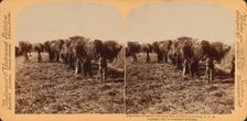 Plantation negroes carrying rice in South Carolina, U.S.A., 1895. Creator: Unknown