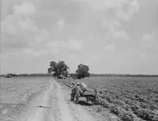 Plantation of Brazos riverbottoms, Texas, 1938. Creator: Dorothea Lange