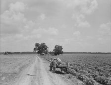 Plantation of Brazos riverbottoms, Texas, 1938. Creator: Dorothea Lange