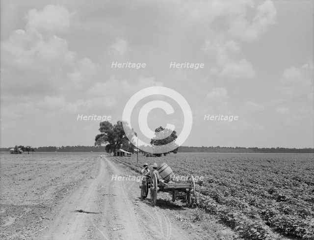 Plantation of Brazos riverbottoms, Texas, 1938. Creator: Dorothea Lange.