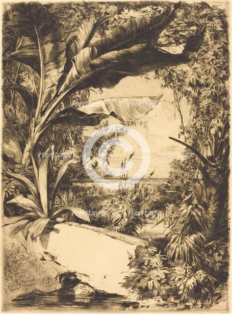 Plantes de Serre, 1863. Creator: Jules-Ferdinand Jacquemart.