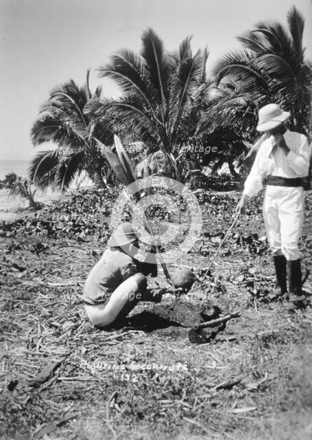 Planting coconuts, Solomon Island, Fiji, 1905. Artist: Unknown